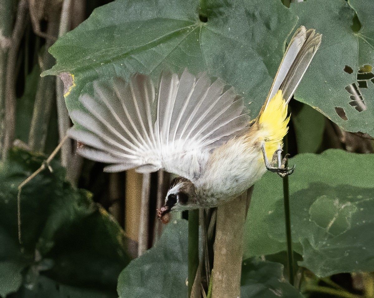 Yellow-vented Bulbul (Philippine) - ML638596894