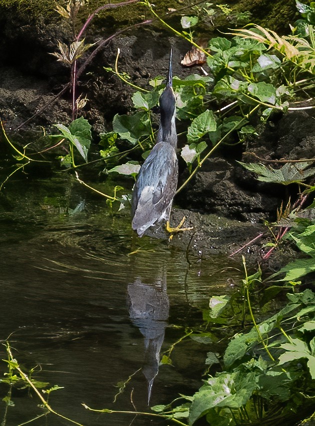 Striated Heron (Old World) - ML638596904