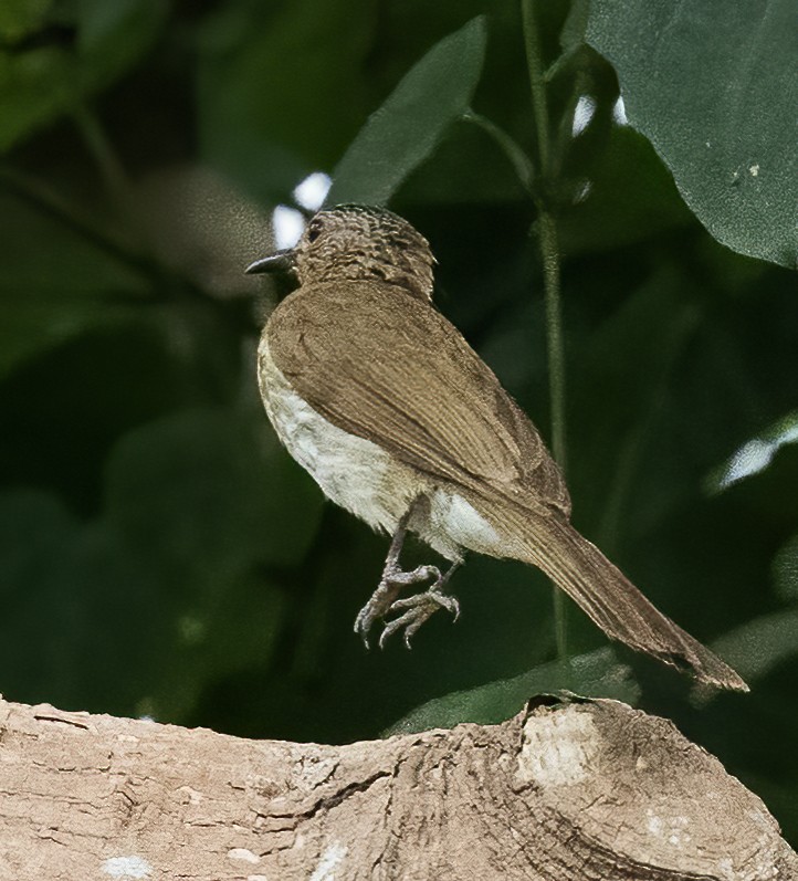 Philippine Bulbul - ML638596917