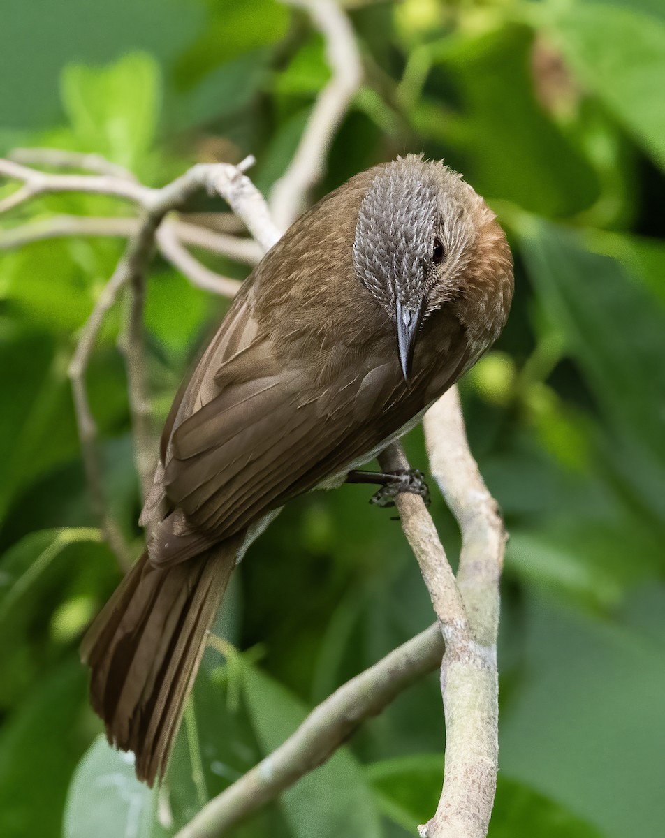 Philippine Bulbul - ML638596918