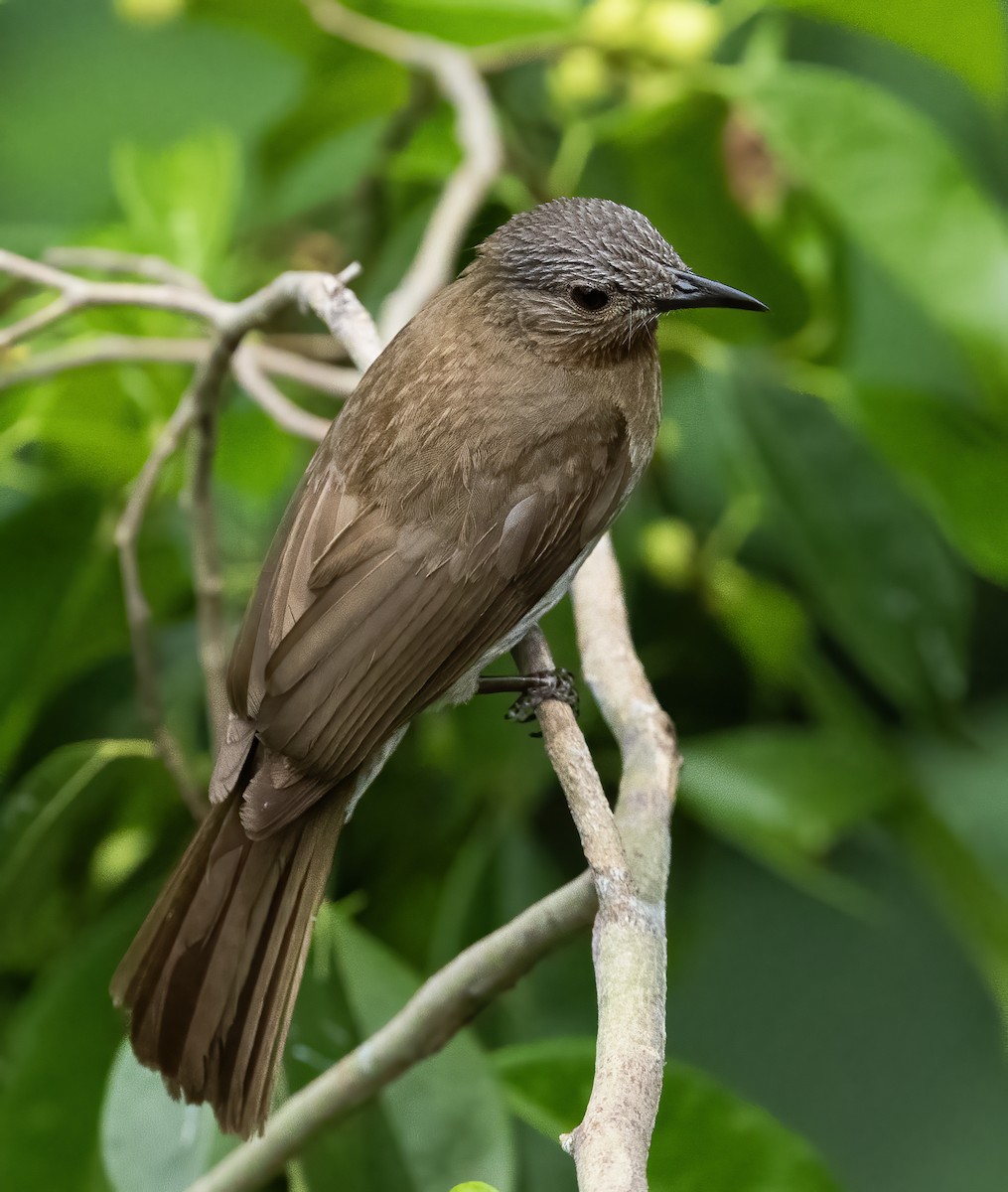 Philippine Bulbul - ML638596919