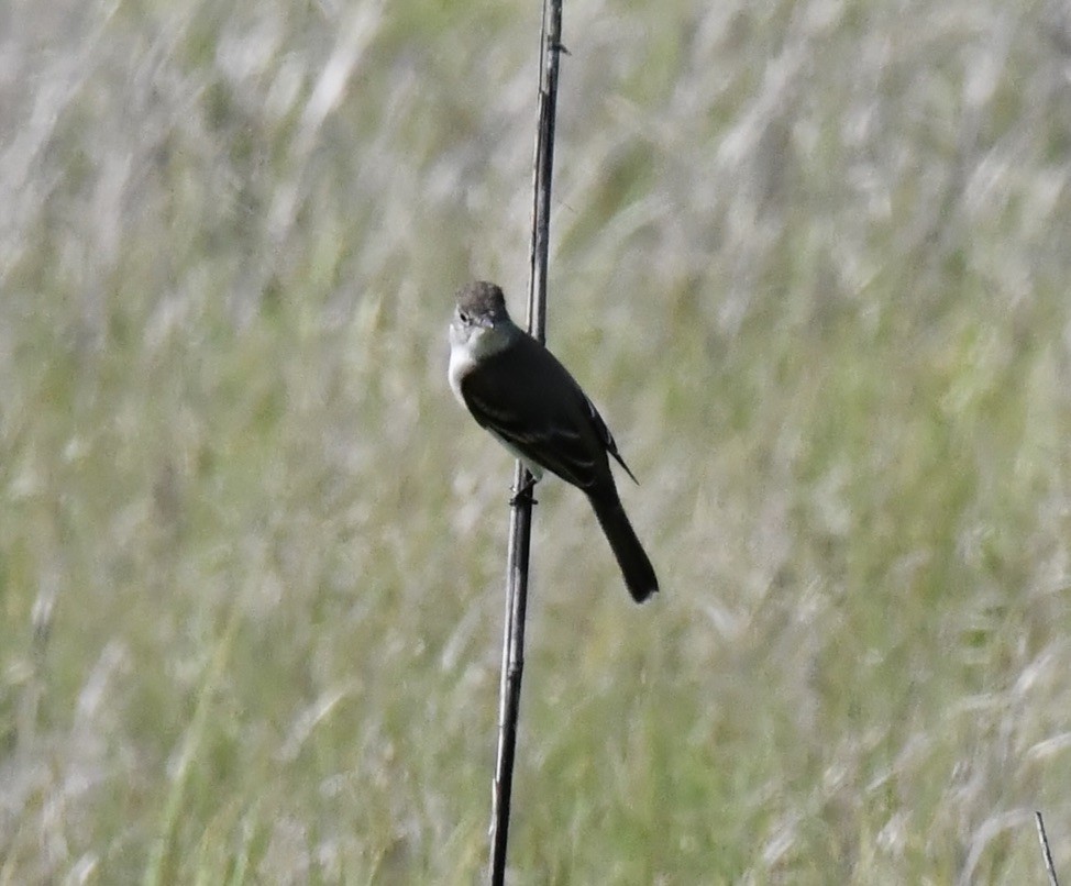 Eastern Phoebe - ML638596960