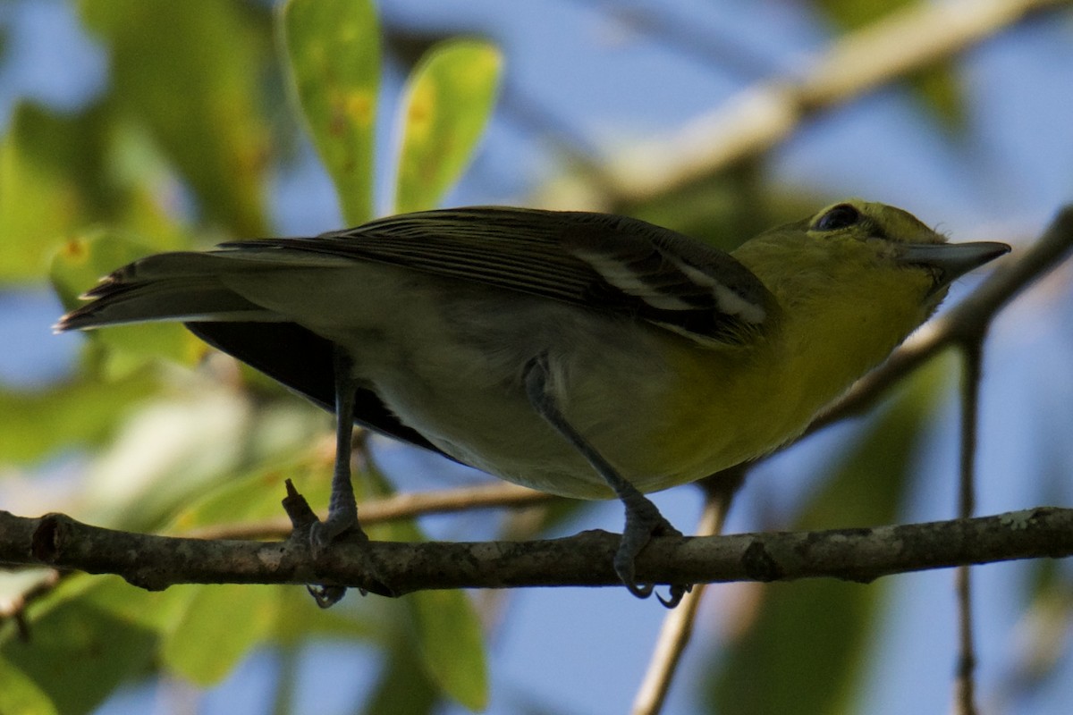 Yellow-throated Vireo - ML638597003