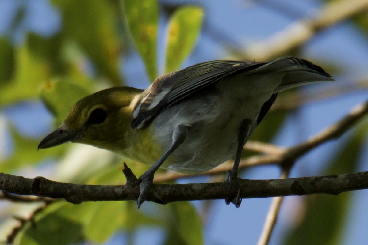 Yellow-throated Vireo - ML638597004
