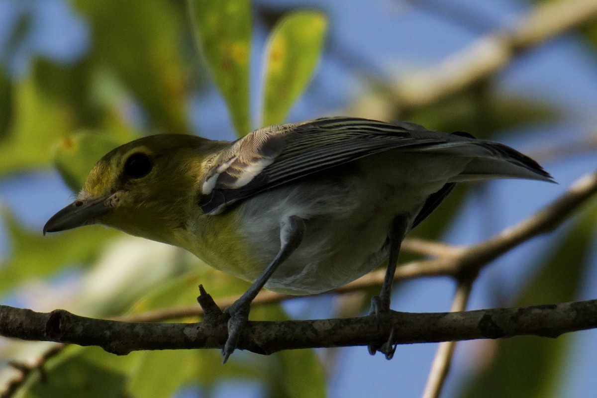 Yellow-throated Vireo - ML638597005