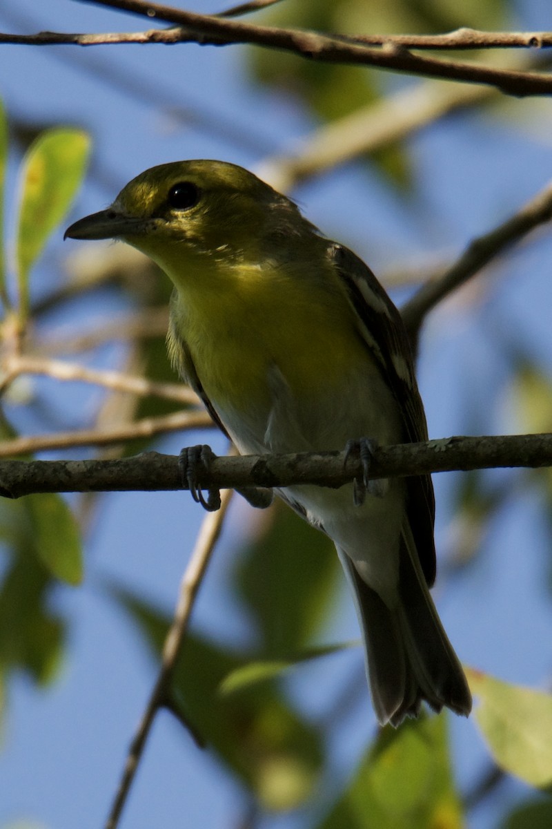 Yellow-throated Vireo - ML638597007