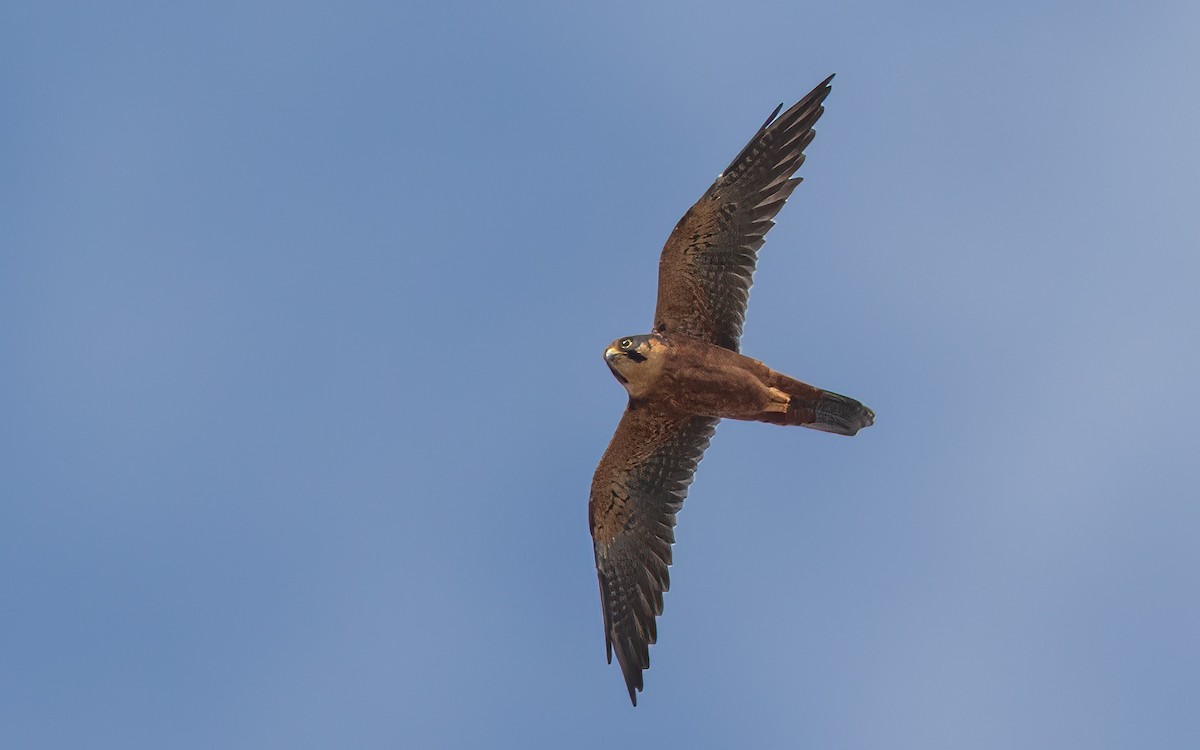 African Hobby - ML638597037