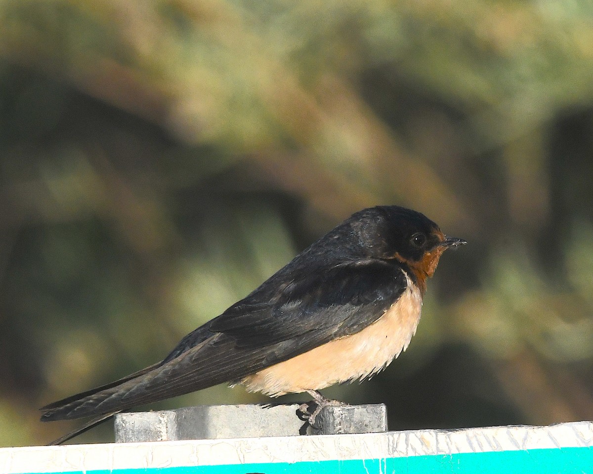 Barn Swallow (American) - ML638597061