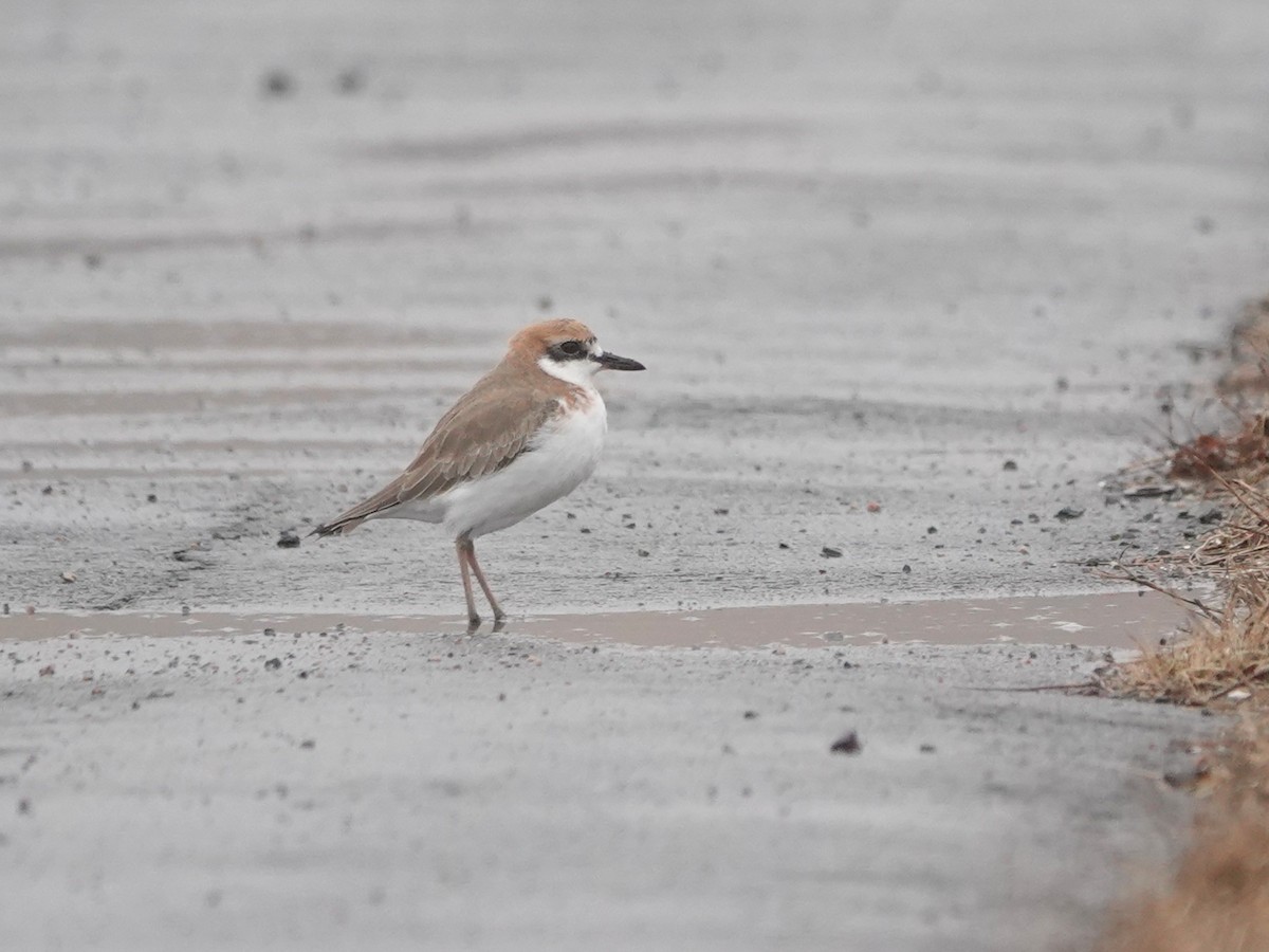 鐵嘴鴴 - ML638597072