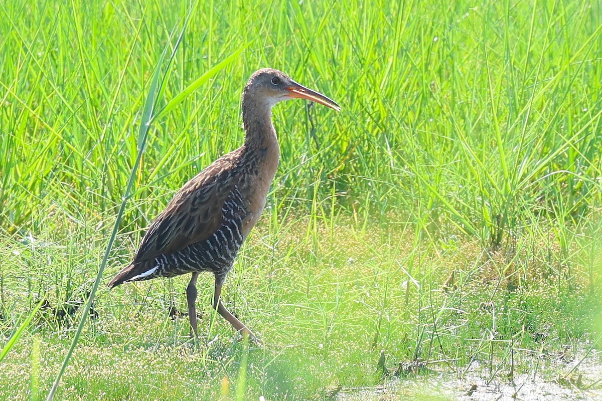 King Rail - ML638597102