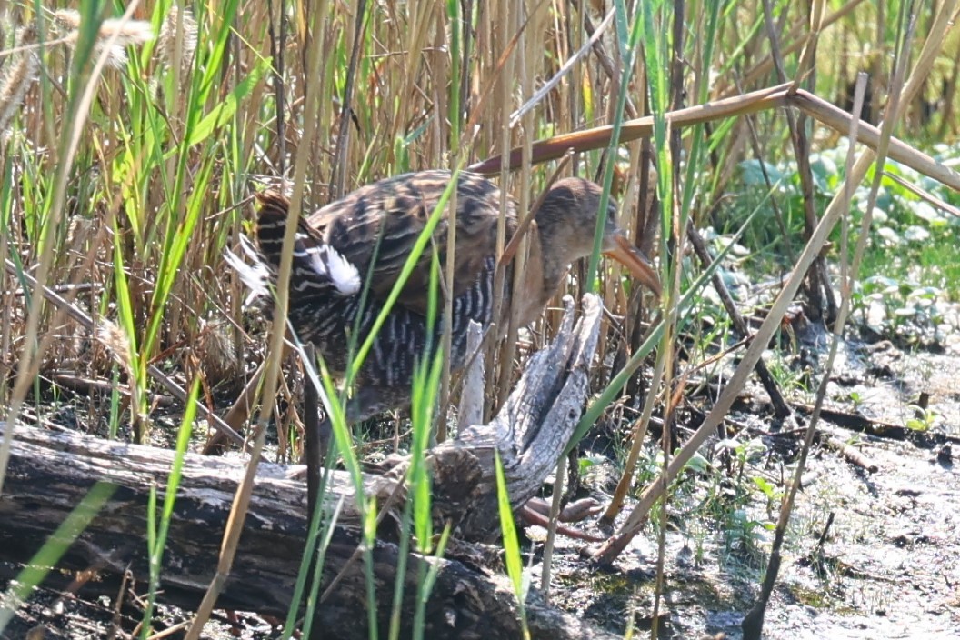 King Rail - ML638597105