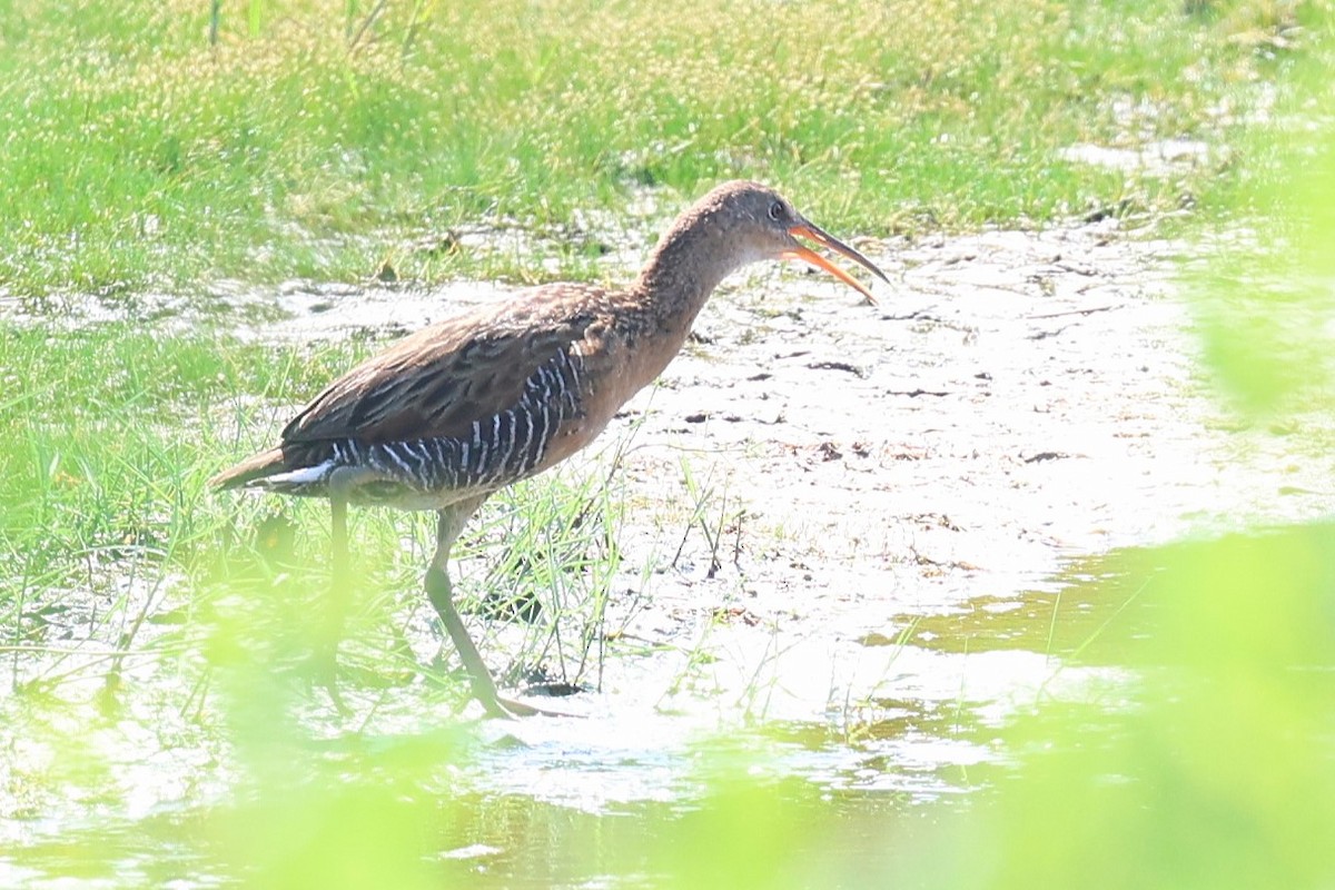 King Rail - ML638597106