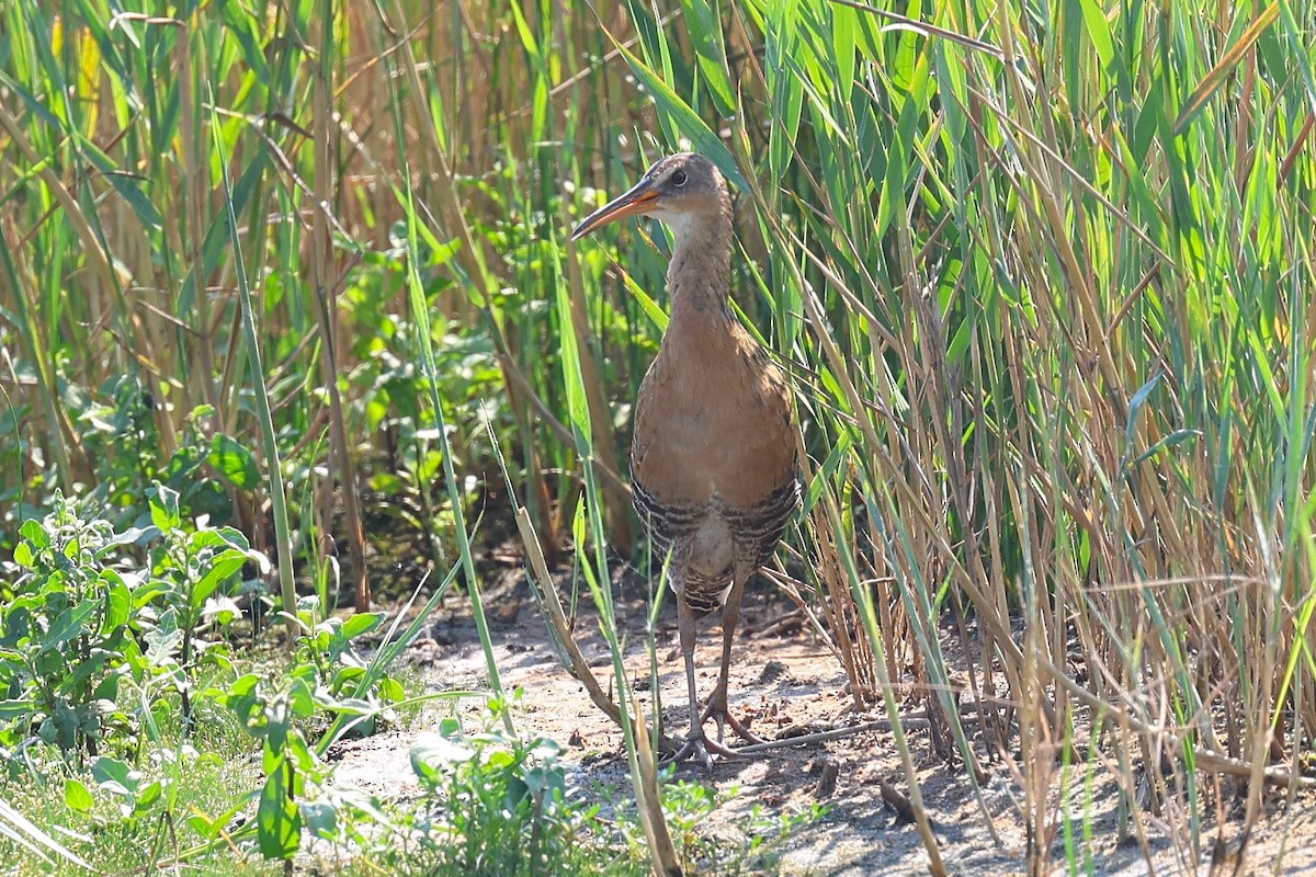 King Rail - ML638597107