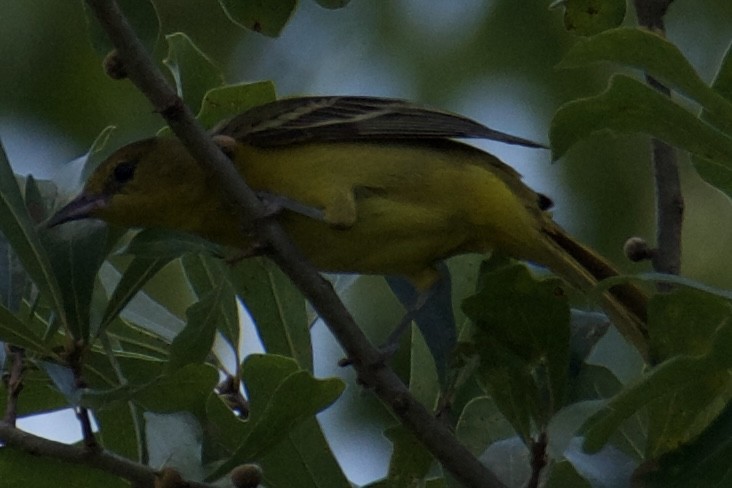 Yellow-throated Vireo - ML638597125