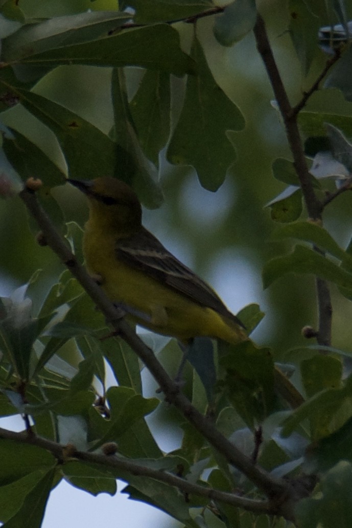 Yellow-throated Vireo - ML638597126