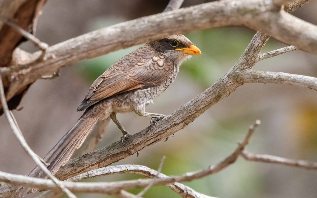 Yellow-billed Shrike - ML638597133