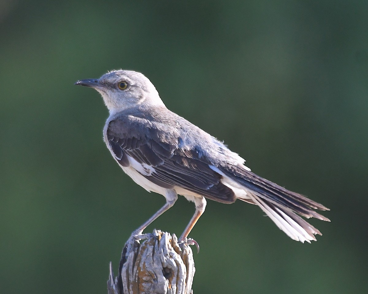 Northern Mockingbird - ML638597136