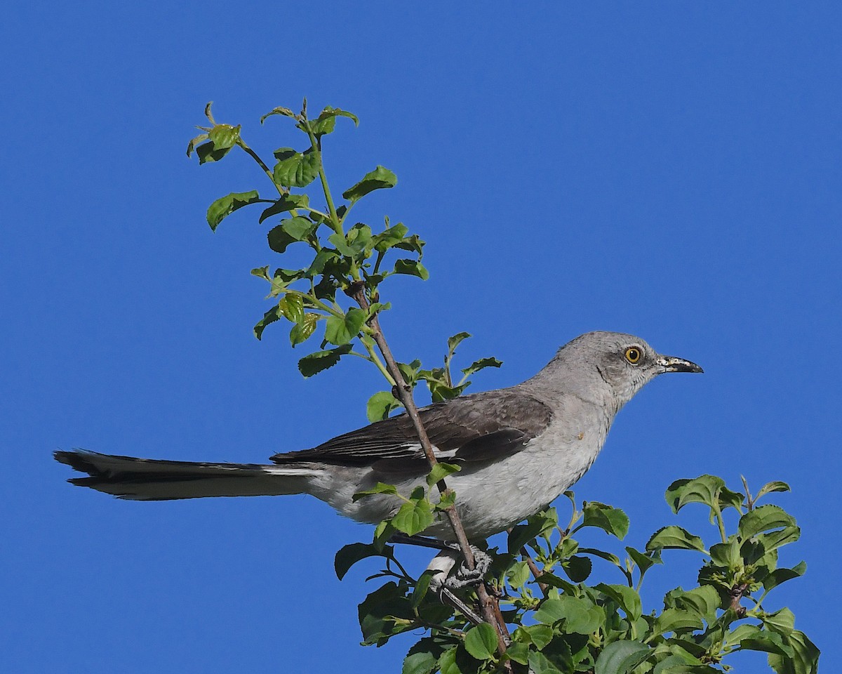 Northern Mockingbird - ML638597177