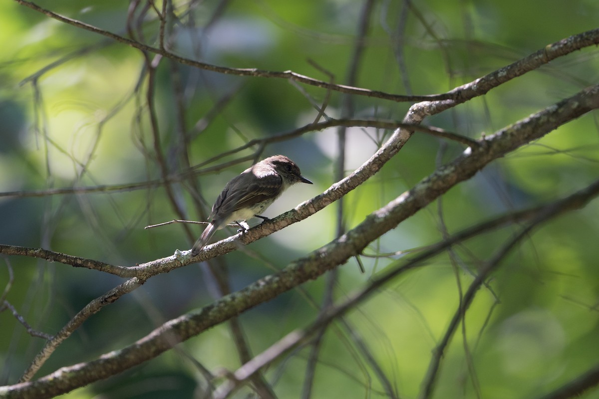 Eastern Phoebe - ML638597178