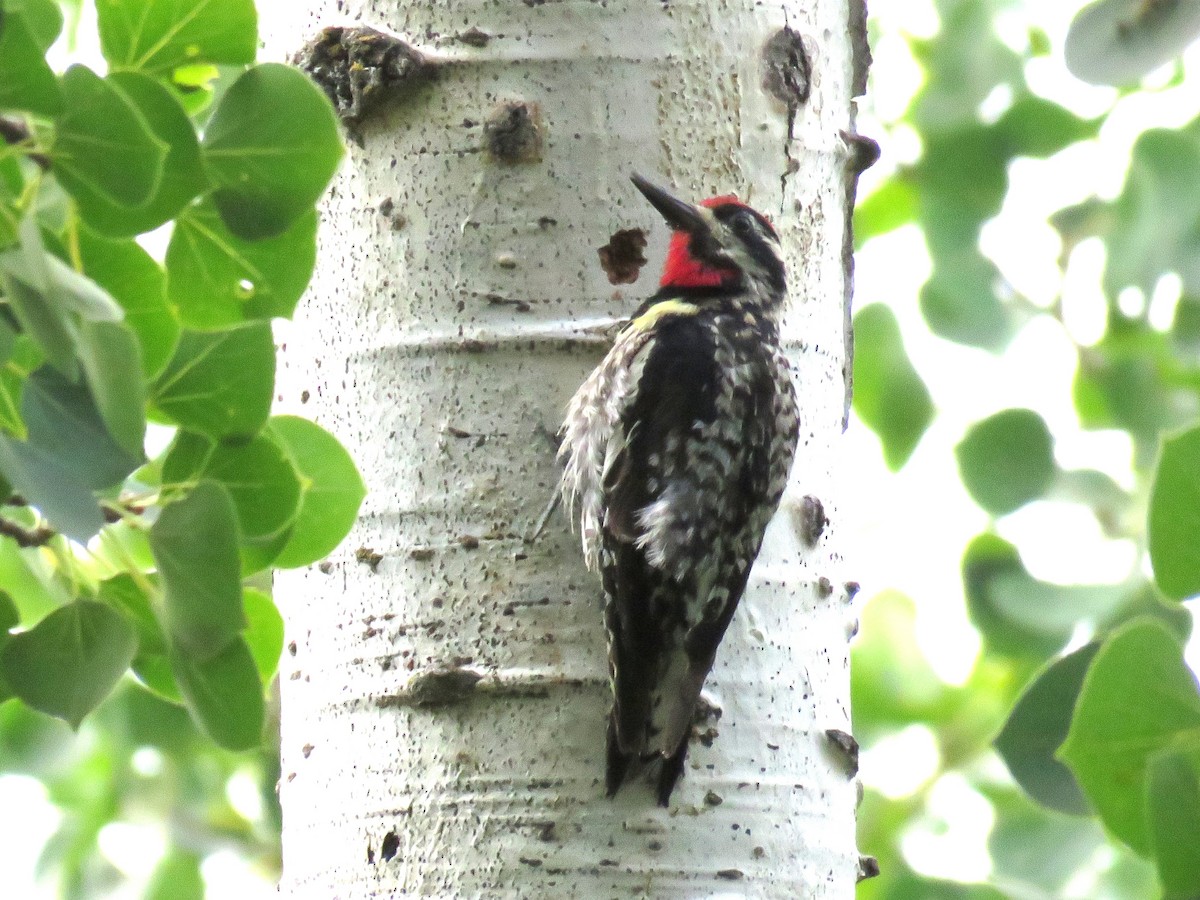 Yellow-bellied Sapsucker - ML638597194