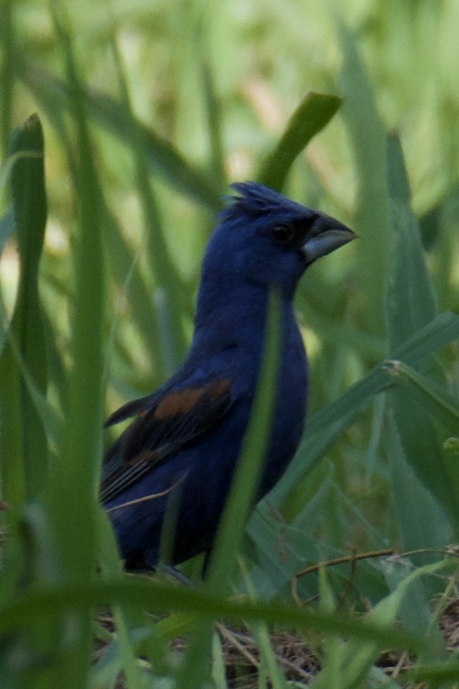 Blue Grosbeak - ML638597209