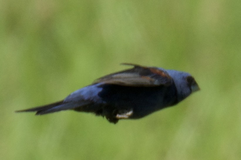 Blue Grosbeak - ML638597210