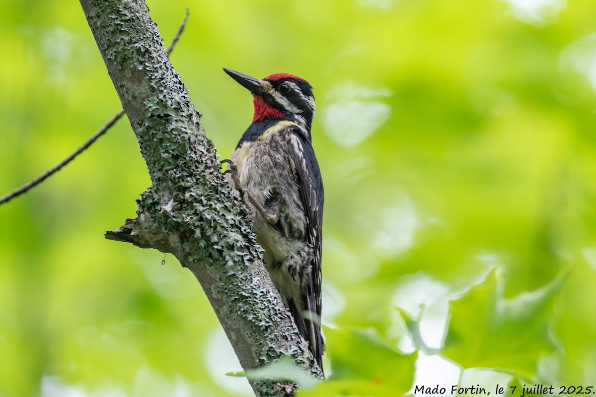 Yellow-bellied Sapsucker - ML638597212