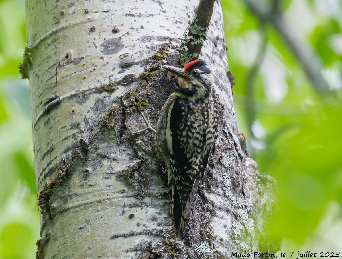 Yellow-bellied Sapsucker - ML638597213