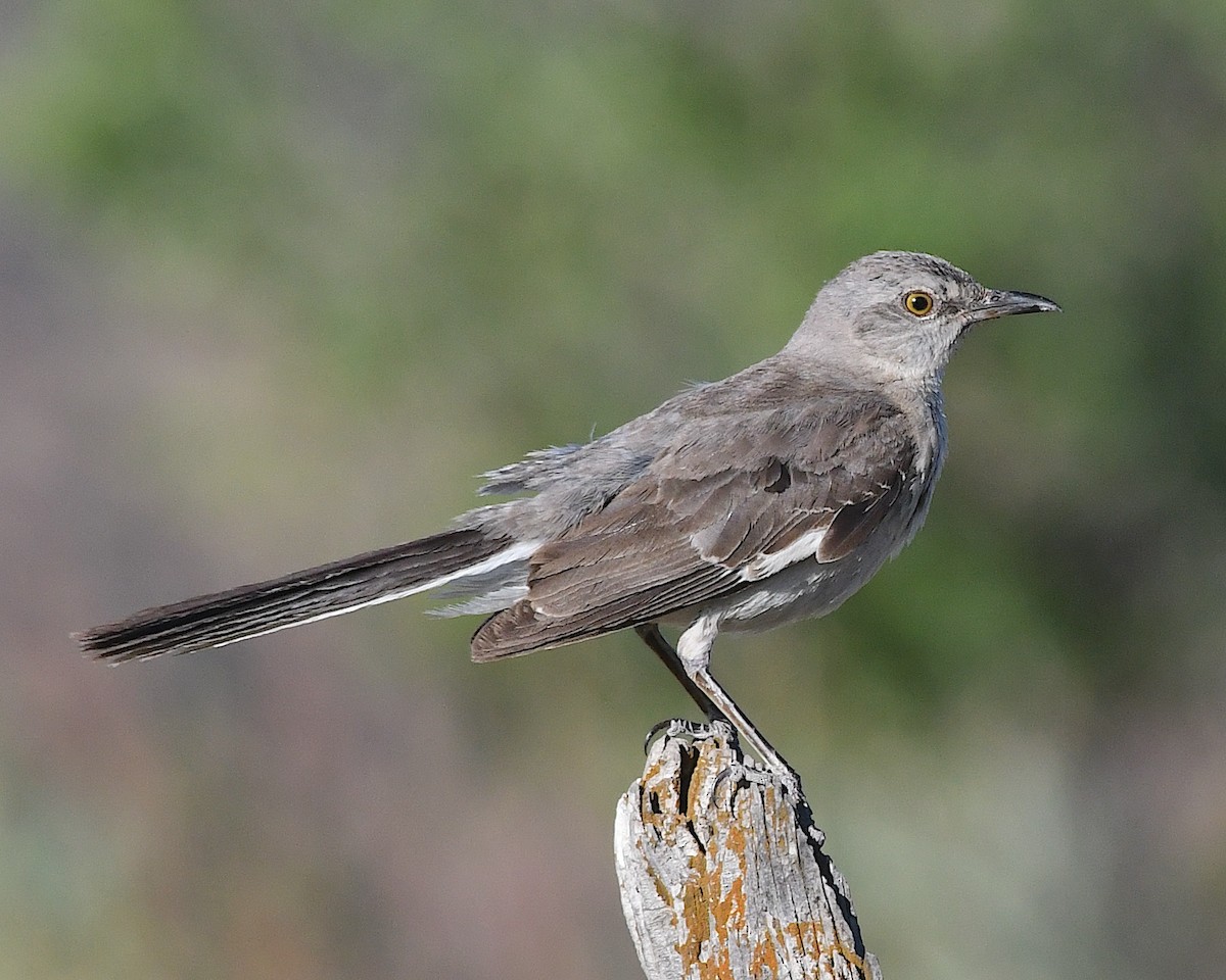 Northern Mockingbird - ML638597229