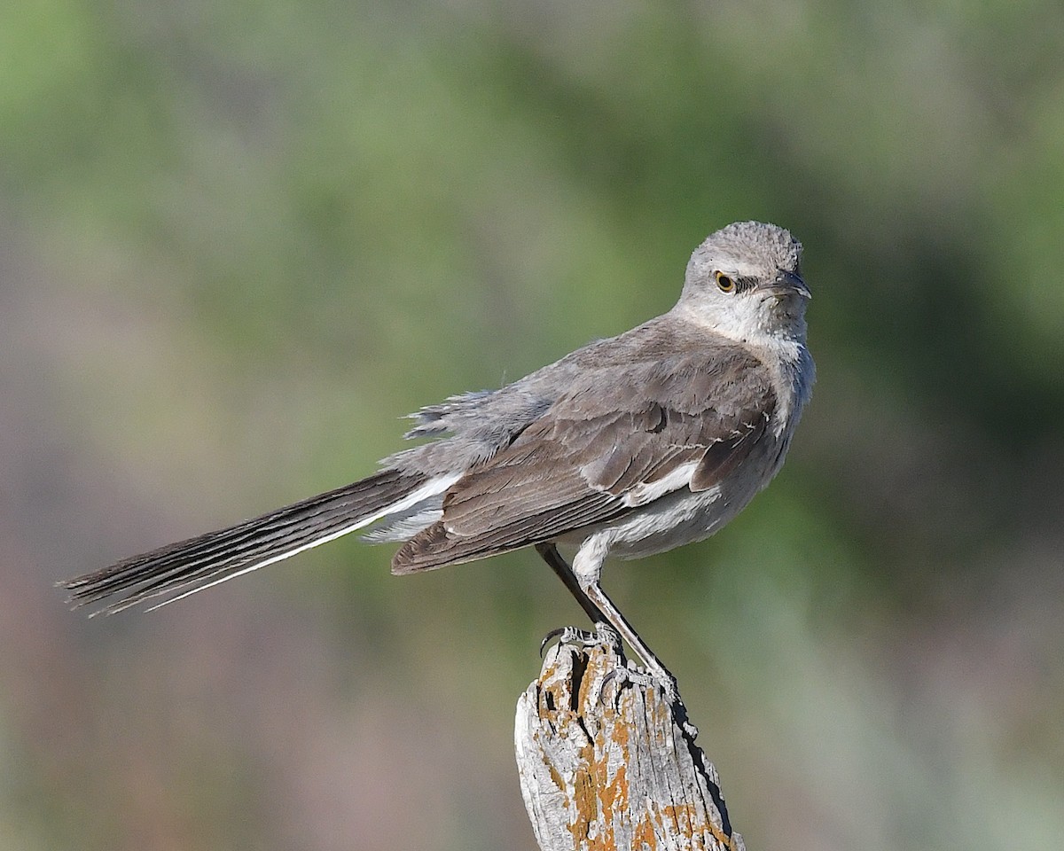 Northern Mockingbird - ML638597255