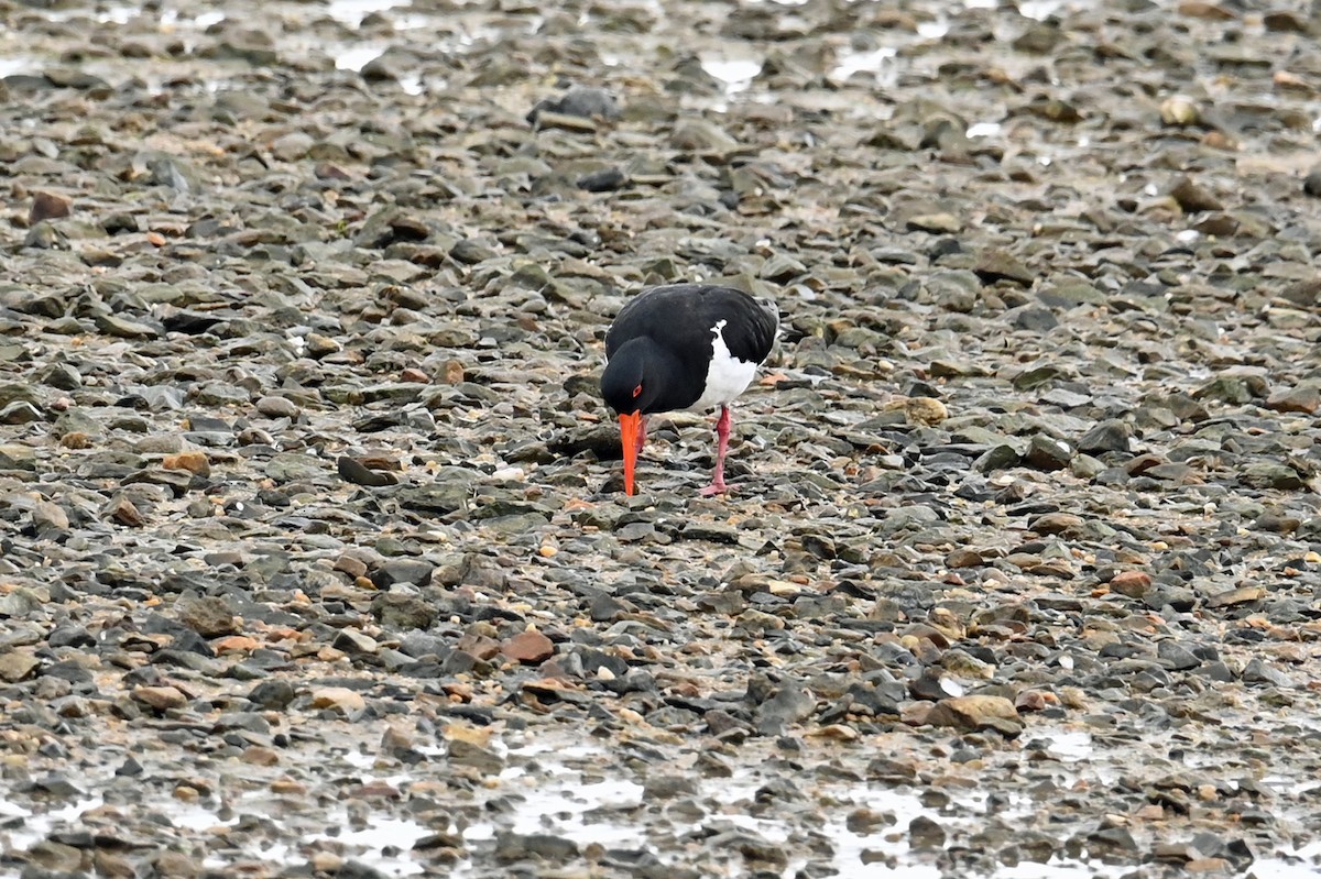 Pied Oystercatcher - ML638597275
