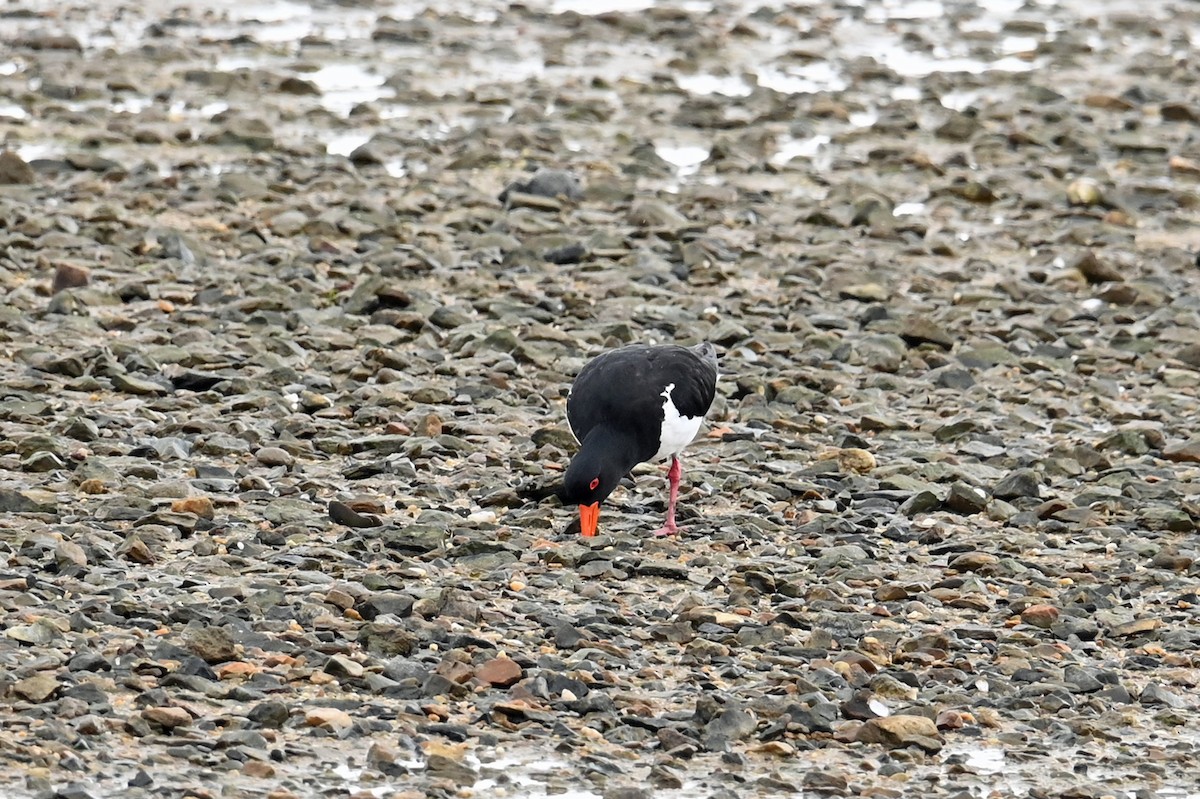Pied Oystercatcher - ML638597276
