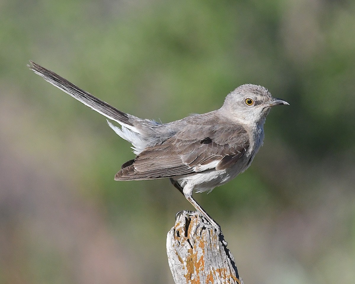 Northern Mockingbird - ML638597279
