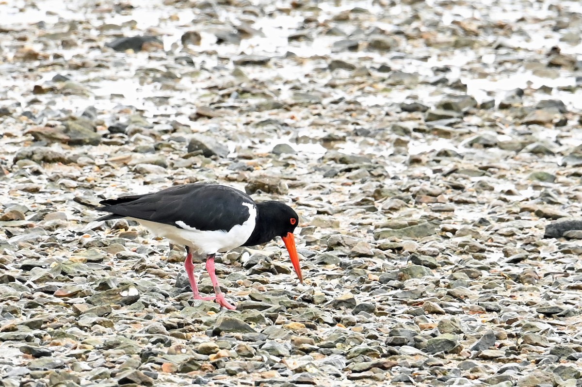 Pied Oystercatcher - ML638597283