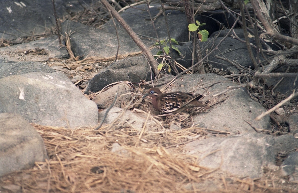 Galapagos Dove - ML638597300