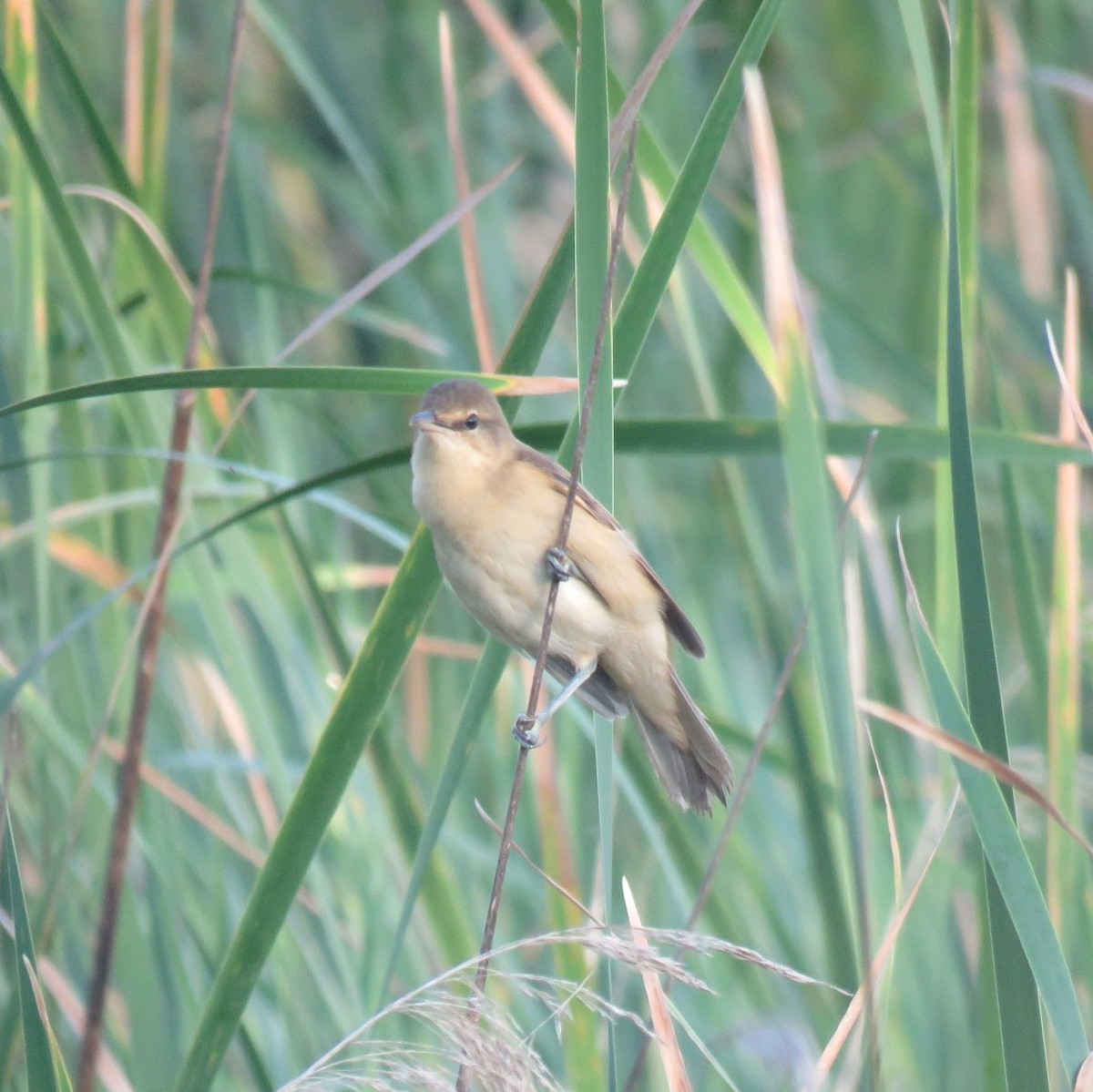 Great Reed Warbler - ML638597315