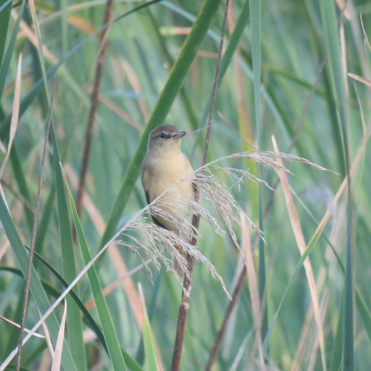 Great Reed Warbler - ML638597316
