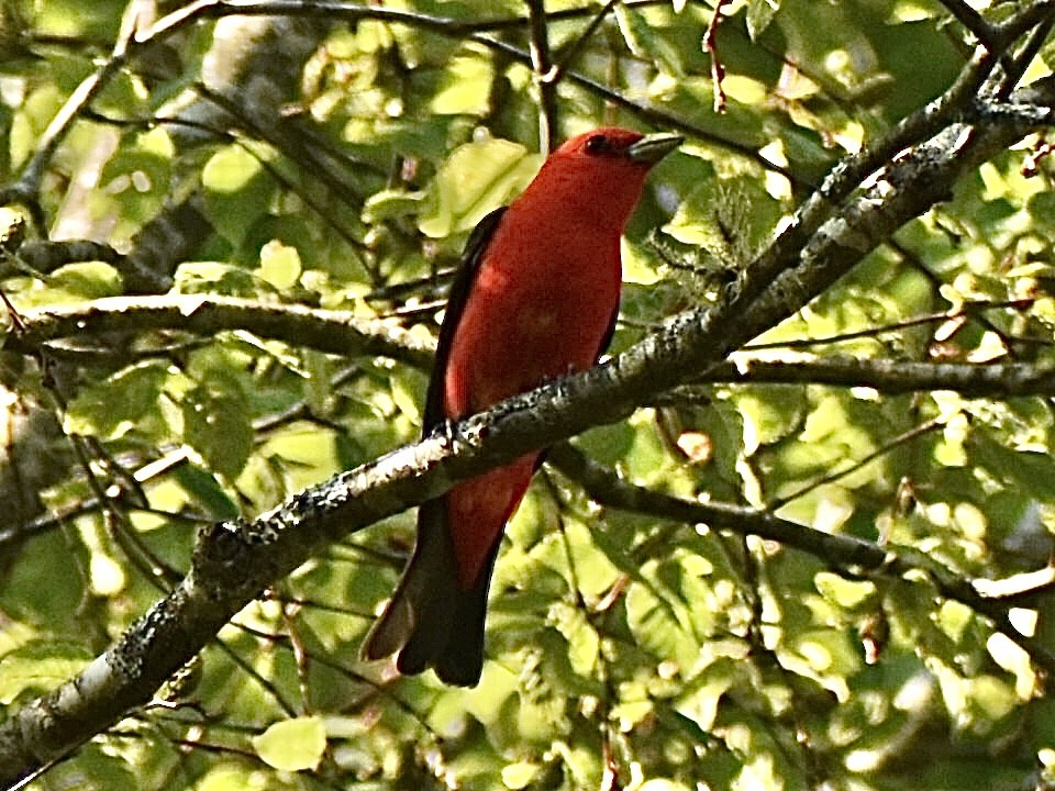 Scarlet Tanager - ML638597328