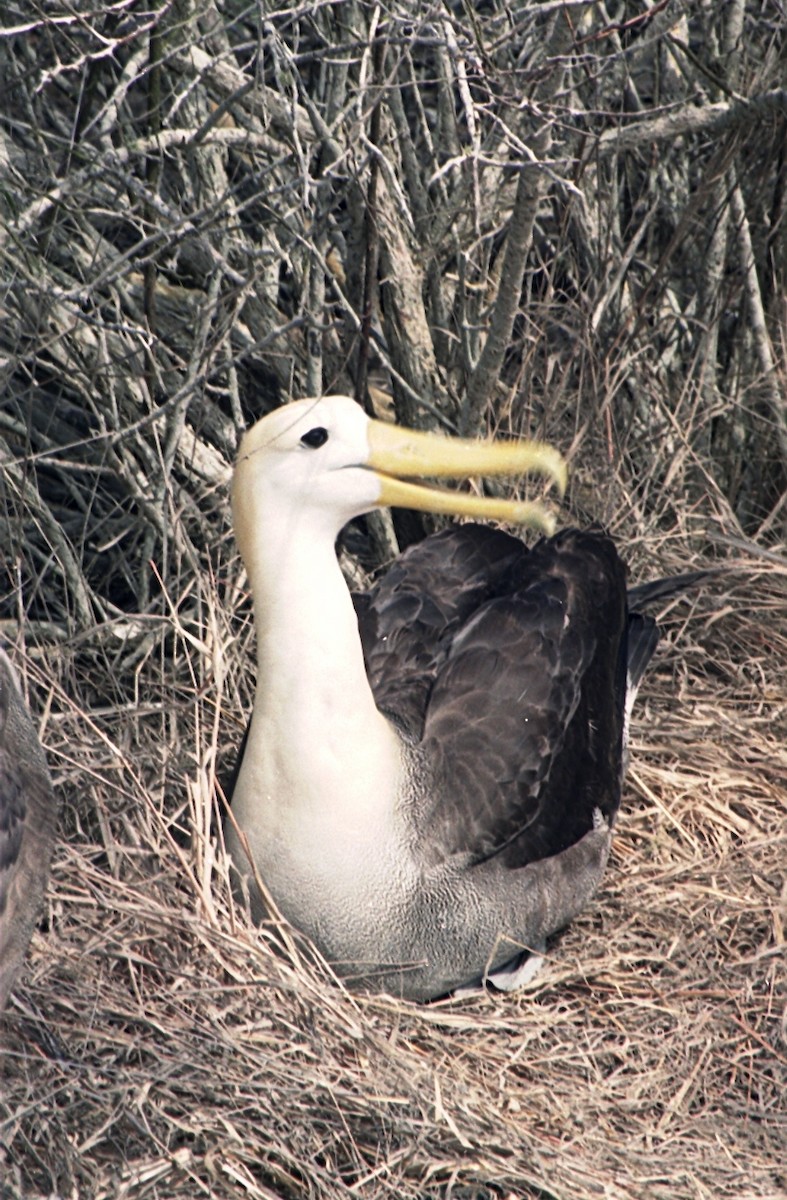 Waved Albatross - ML638597330