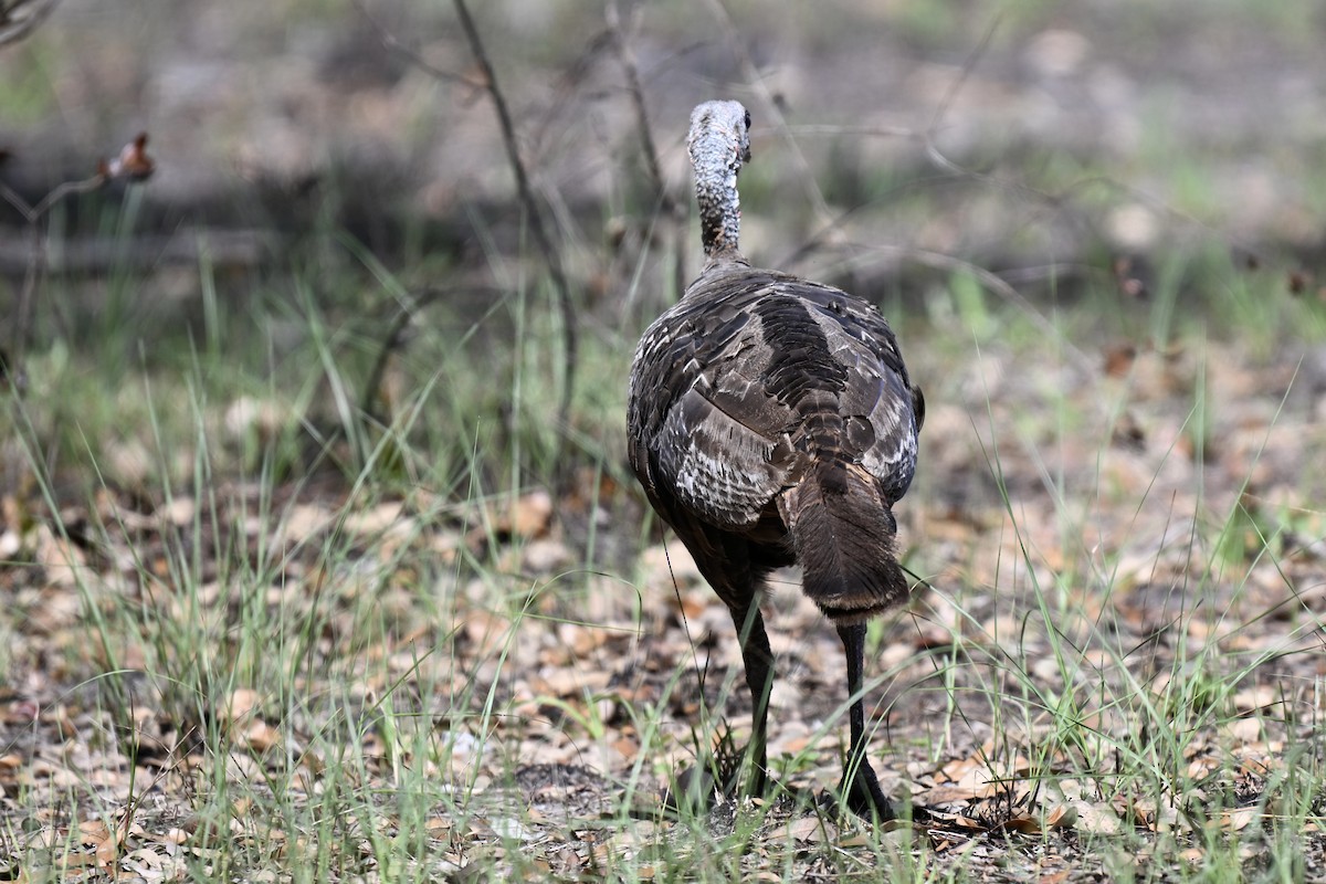 Wild Turkey - ML638597359