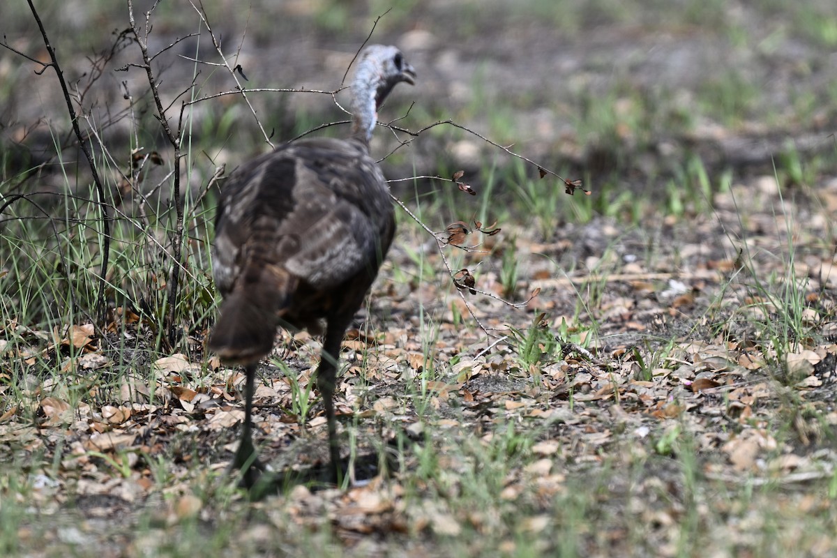 Wild Turkey - ML638597360