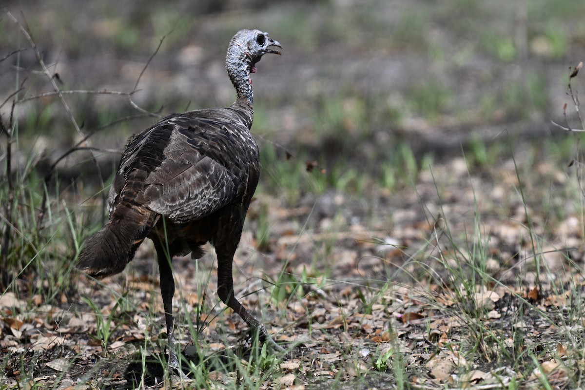 Wild Turkey - ML638597362