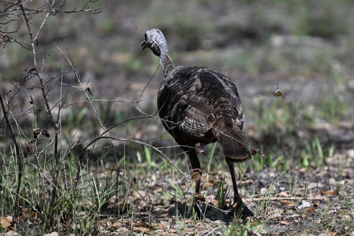 Wild Turkey - ML638597363