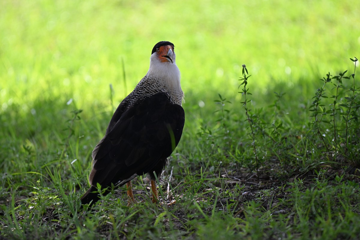 Crested Caracara - ML638597367