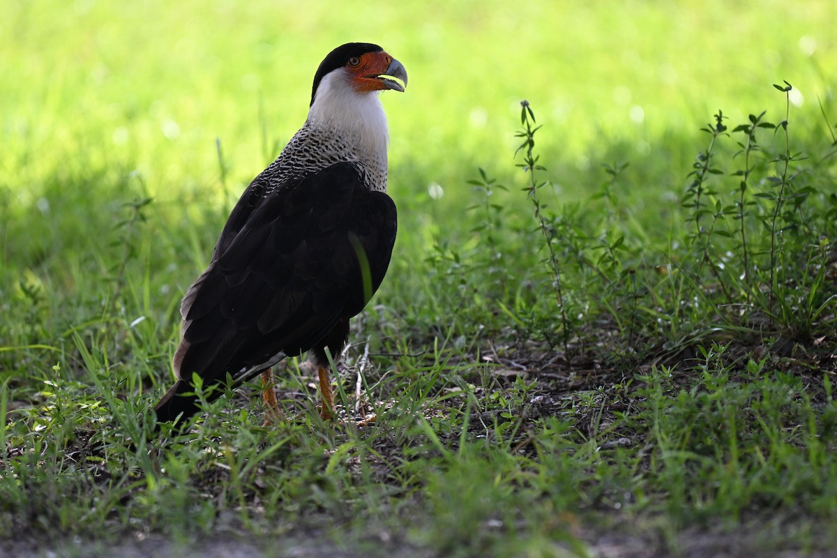 Crested Caracara - ML638597389
