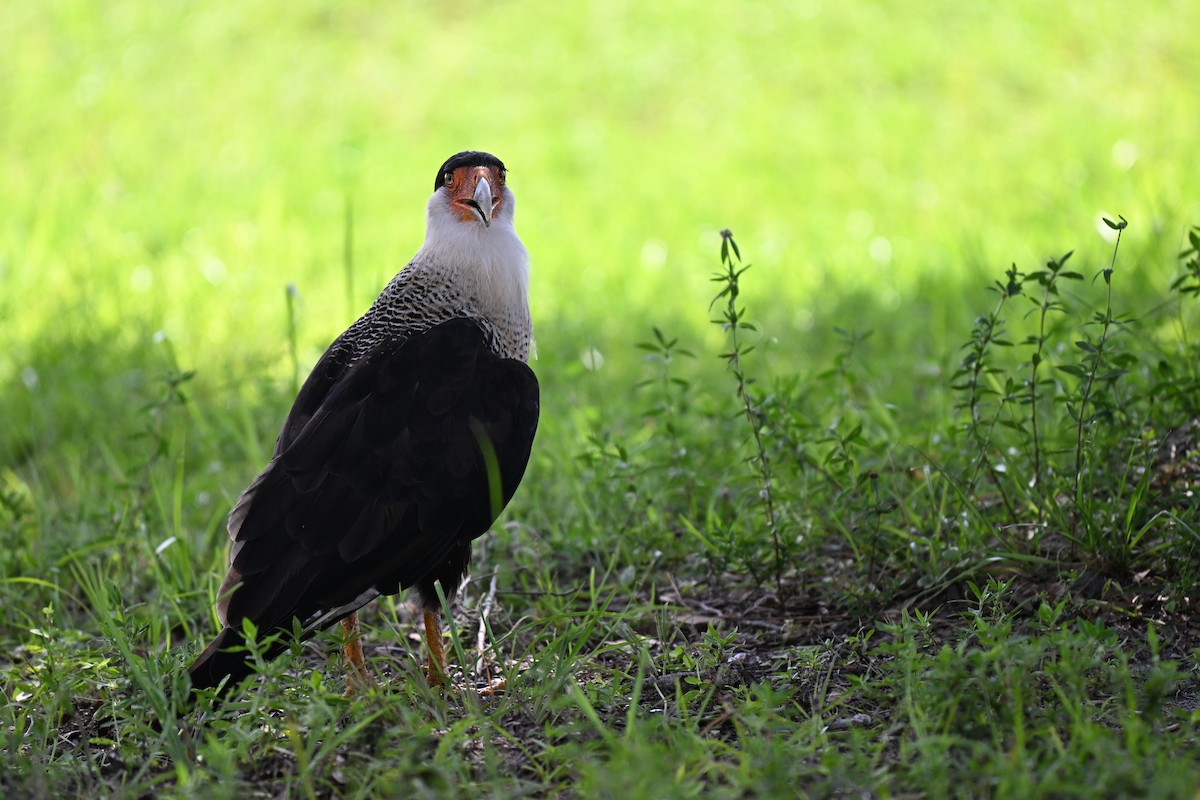 Crested Caracara - ML638597390