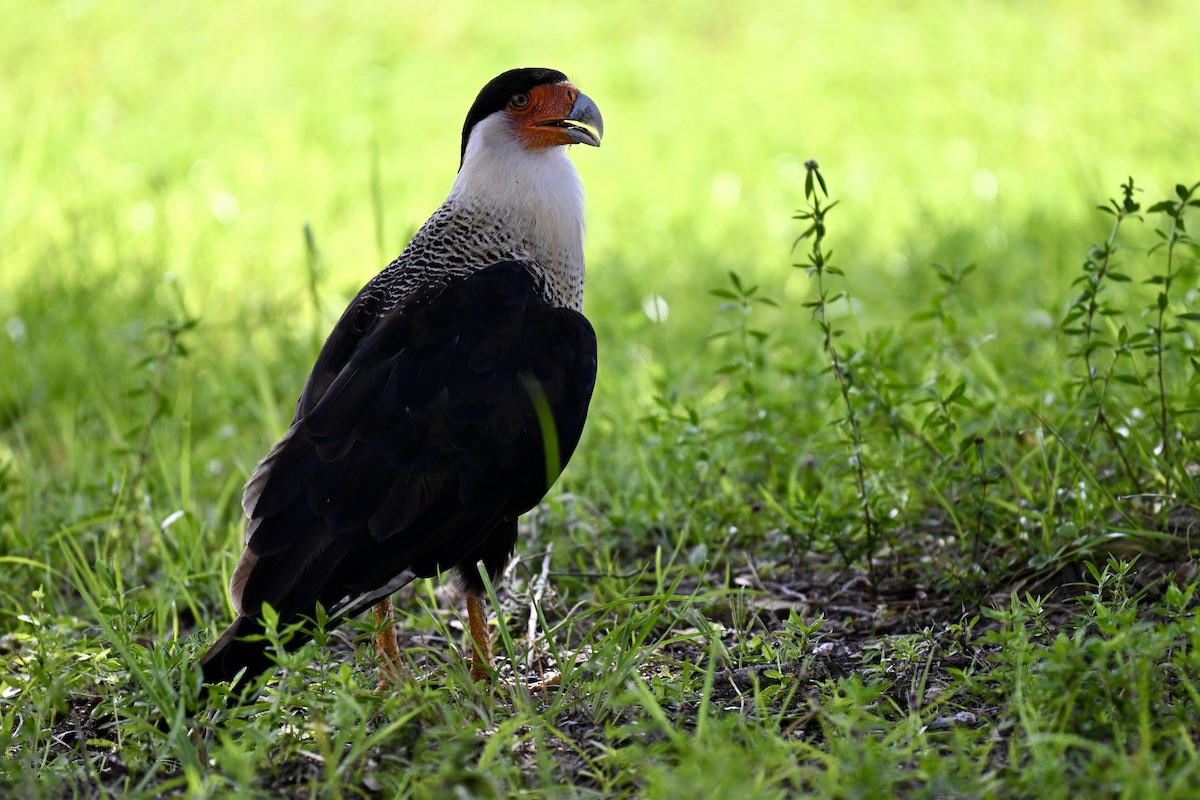 Crested Caracara - ML638597391