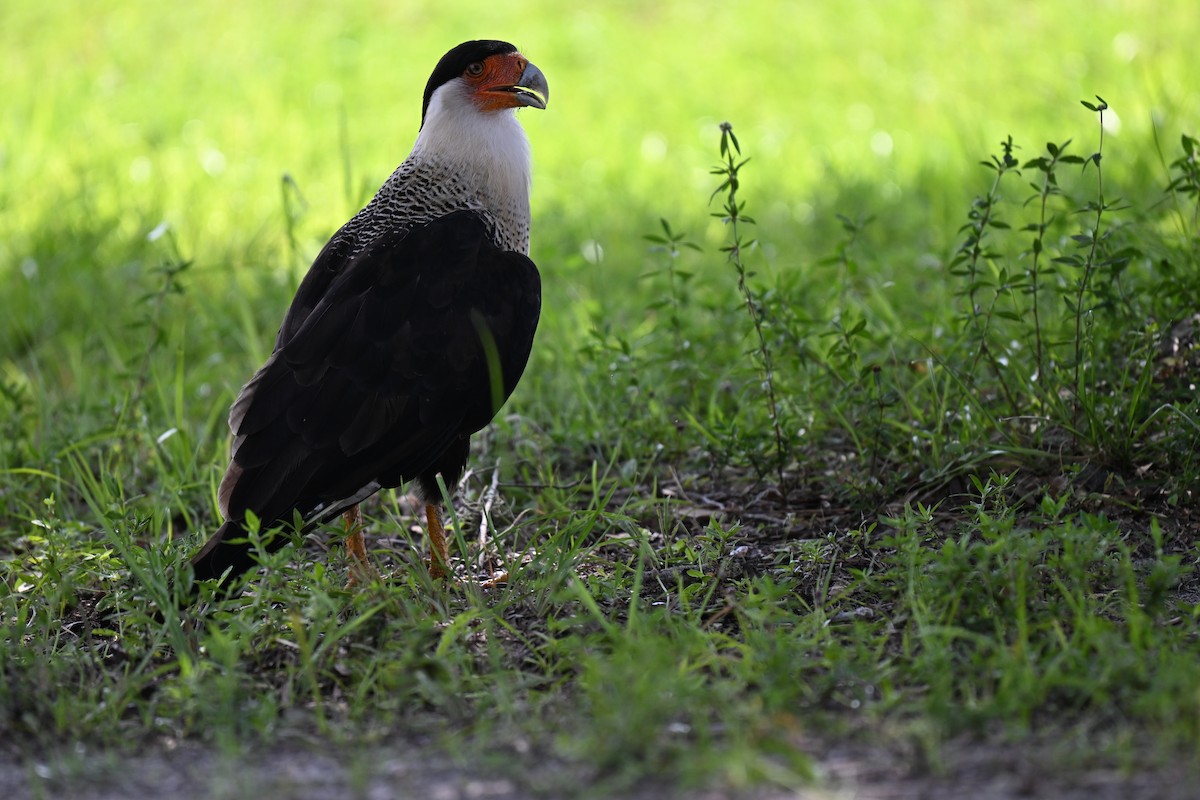 Crested Caracara - ML638597395
