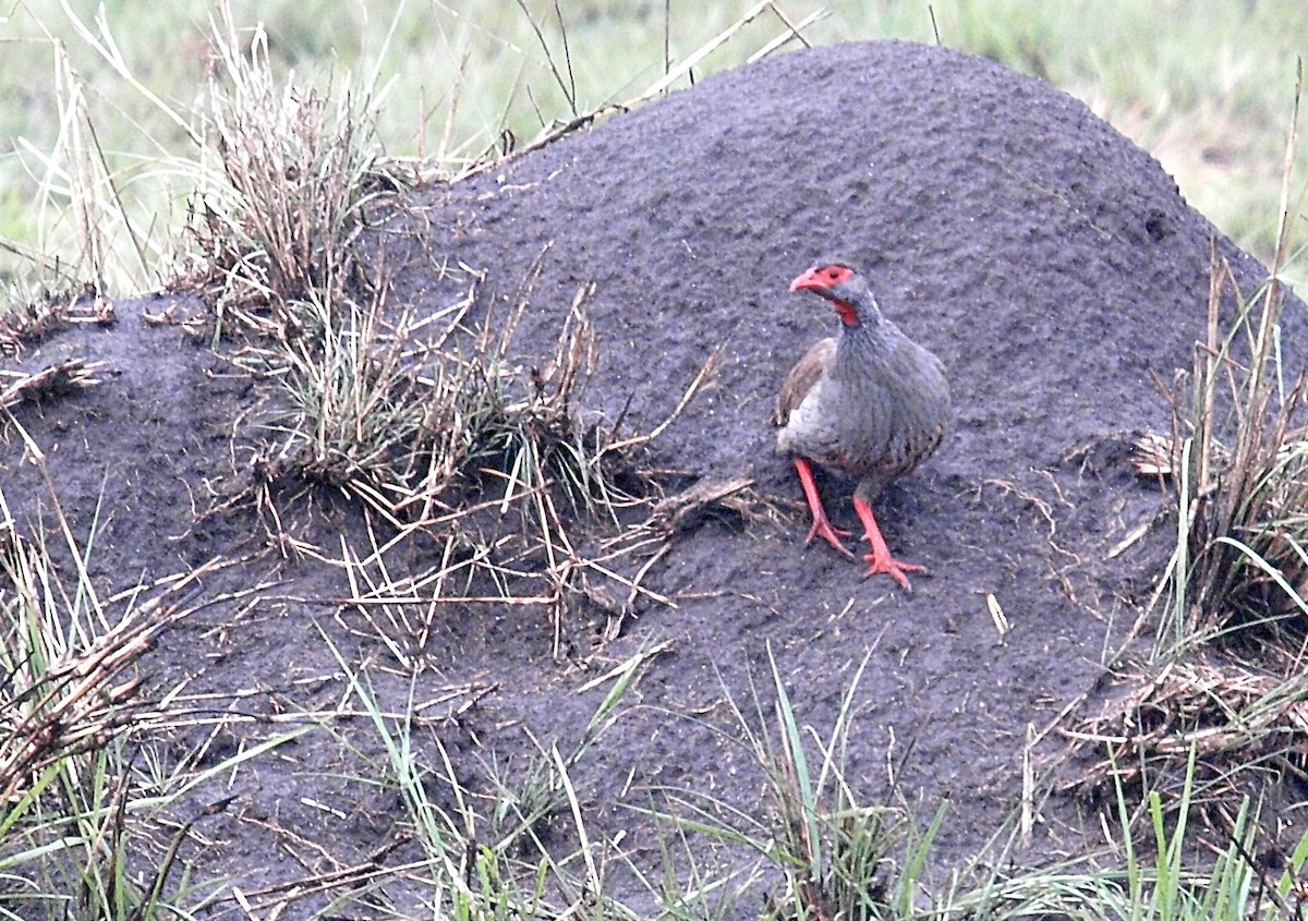Francolin à gorge rouge - ML638597403
