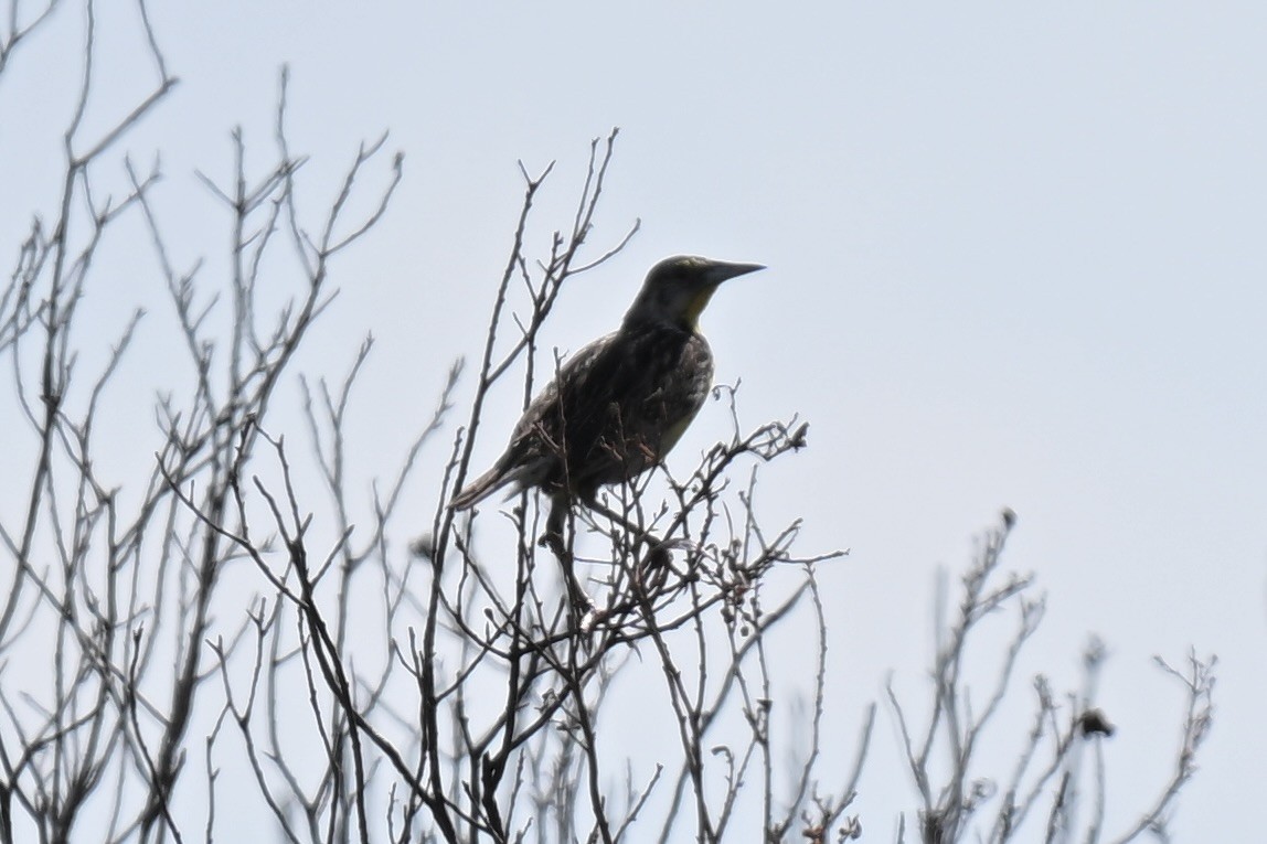 Eastern Meadowlark - ML638597445